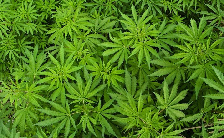 flora-hemp-plant-weed-conifer-tree-yew-blossom-flower-lupin